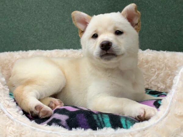 Shiba Inu DOG Female Cream 8589 Petland San Antonio, TX