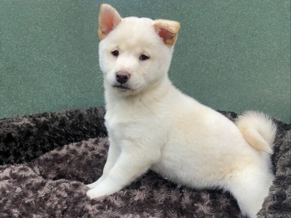 Shiba Inu-DOG-Female-Cream-8590-Petland San Antonio, TX