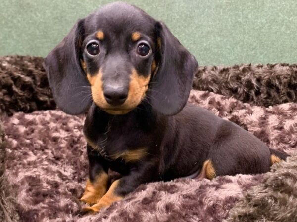 Dachshund DOG Male Black & Tan 8591 Petland San Antonio, TX