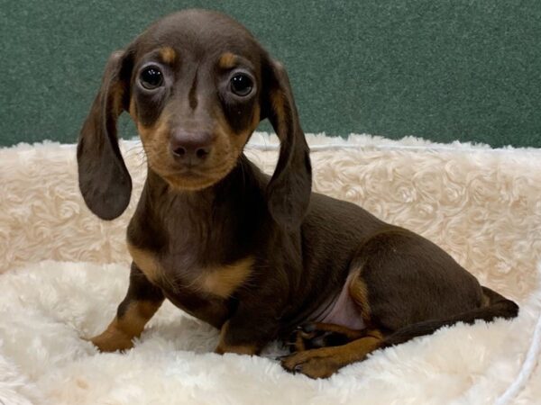 Dachshund DOG Female Brown & Tan 8592 Petland San Antonio, TX