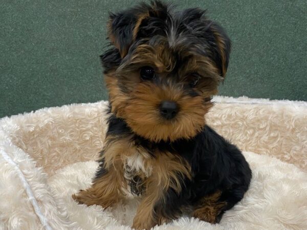 Yorkshire Terrier-DOG-Male-Black & Tan-8593-Petland San Antonio, TX