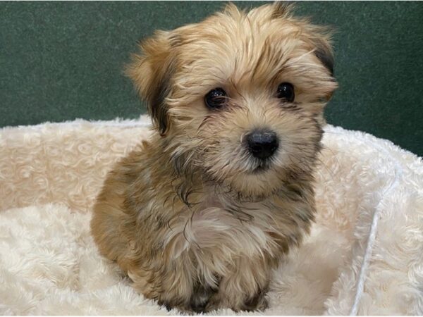 Morkie DOG Male Gold 8594 Petland San Antonio, TX