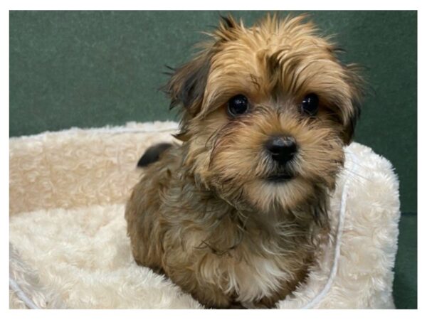 Morkie DOG Female Gold 8595 Petland San Antonio, TX