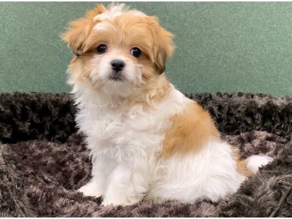 Papitese-DOG-Male-Brown & White-8596-Petland San Antonio, TX