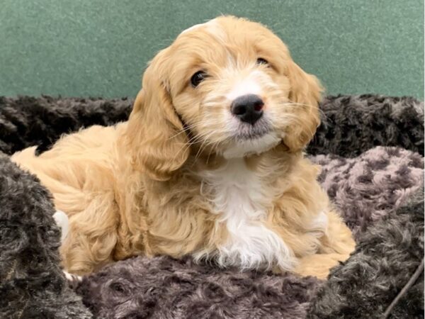 Miniature Goldendoodle DOG Male Golden 8597 Petland San Antonio, TX