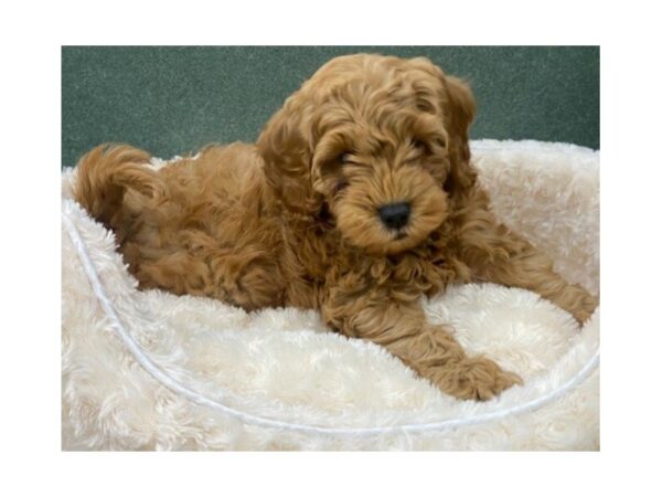 Miniature Goldendoodle DOG Female Golden 8598 Petland San Antonio, TX