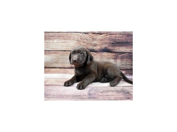 Labrador Retriever DOG Female Chocolate 5463 Petland San Antonio, TX