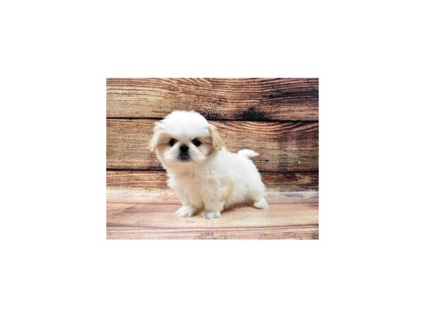 Pekingese DOG Female Cream 5466 Petland San Antonio, TX