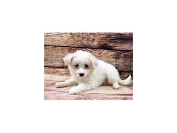 Eski-Poo-DOG-Female-White-5462-Petland San Antonio, TX