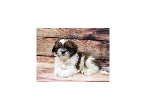 Lhasa Apso-DOG-Male-Red Gold-5464-Petland San Antonio, TX