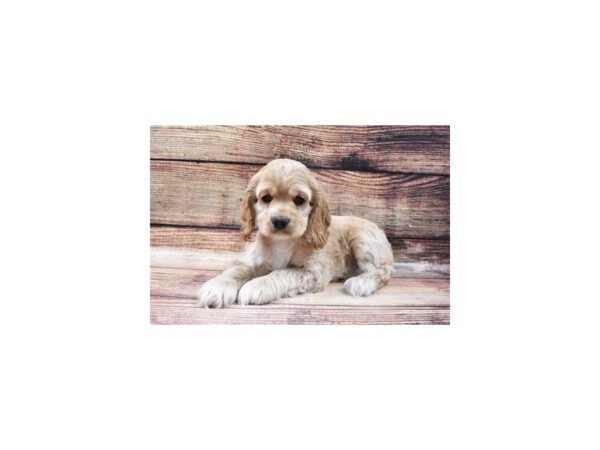 Cocker Spaniel-DOG-Female-Buff-5460-Petland San Antonio, TX
