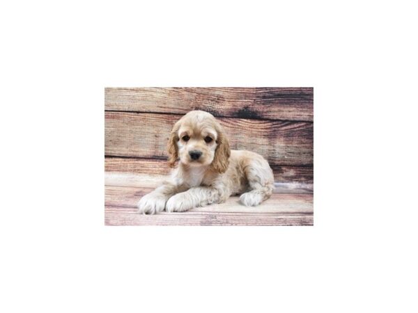 Cocker Spaniel DOG Female Buff 5460 Petland San Antonio, TX