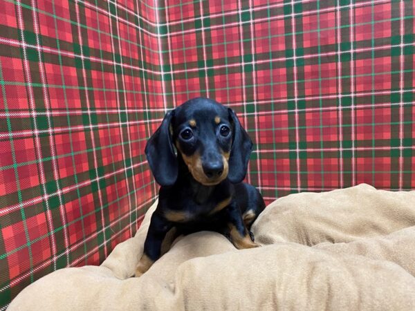 Dachshund DOG Female blk & tn 5471 Petland San Antonio, TX