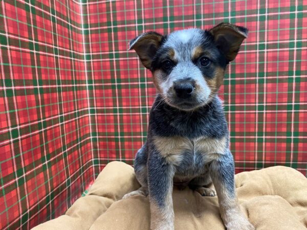 Blue Heeler DOG Male bl 5470 Petland San Antonio, TX