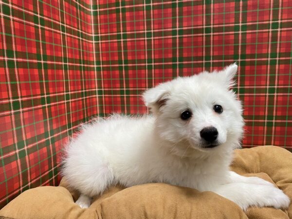 American Eskimo-DOG-Male-wh-5469-Petland San Antonio, TX