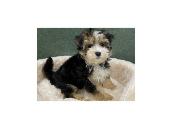 Morkie DOG Male Black & Tan 8601 Petland San Antonio, TX