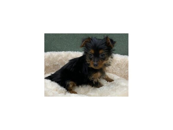 Yorkshire Terrier-DOG-Female-Black & Tan-8603-Petland San Antonio, TX
