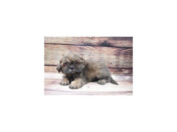 Shih Tzu-DOG-Female-Blue-8607-Petland San Antonio, TX