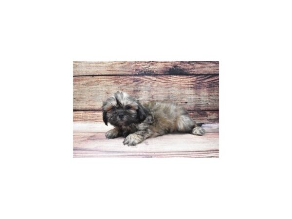 Shih Tzu-DOG-Male-Grizzle-8608-Petland San Antonio, TX