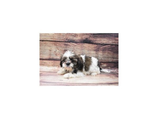 Shih Tzu DOG Female Red and White 8609 Petland San Antonio, TX