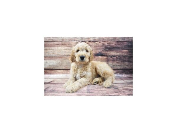 Goldendoodle-DOG-Male-Golden-8610-Petland San Antonio, TX