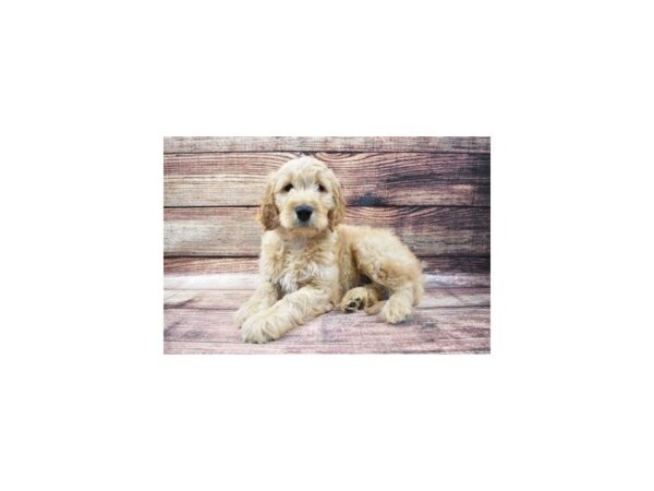 Goldendoodle DOG Male Golden 8610 Petland San Antonio, TX