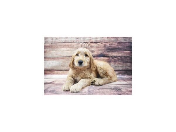 Goldendoodle DOG Female Apricot 8611 Petland San Antonio, TX