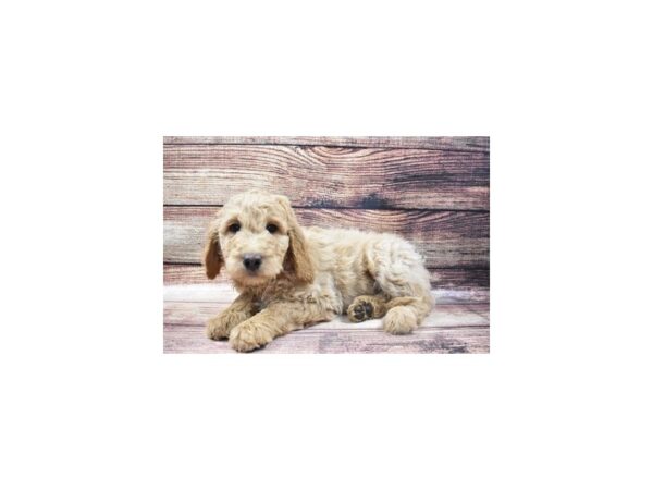 Goldendoodle 2nd Gen-DOG-Male-Apricot-5473-Petland San Antonio, TX