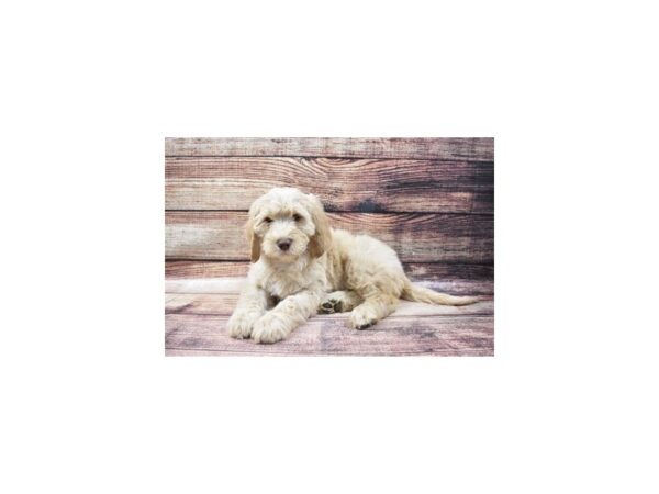 Goldendoodle 2nd Gen DOG Female Golden 5472 Petland San Antonio, TX