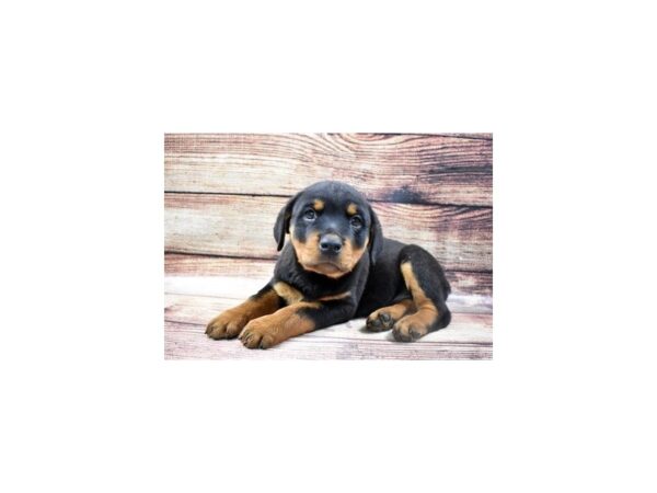 Rottweiler DOG Male Black and Mahogany 5477 Petland San Antonio, TX