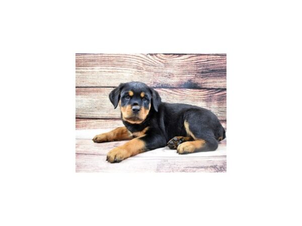 Rottweiler DOG Male Black and Mahogany 8605 Petland San Antonio, TX