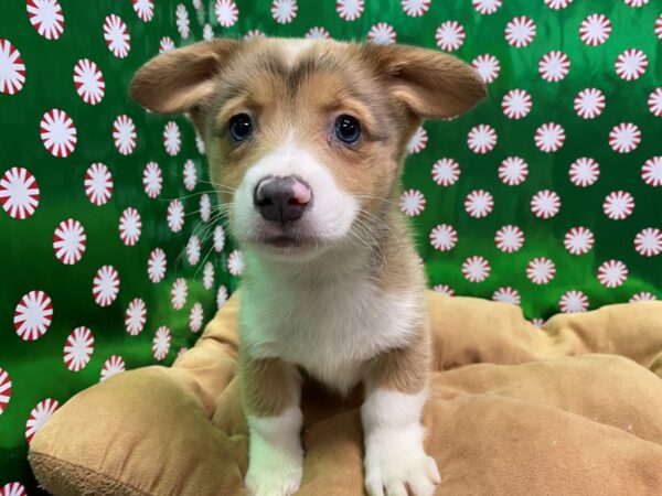 Pembroke Welsh Corgi DOG Male Blue 5474 Petland San Antonio, TX