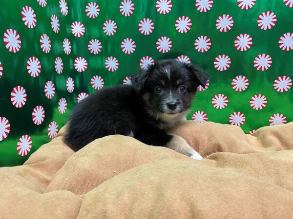 Australian Shepherd-DOG-Female-tri-5478-Petland San Antonio, TX