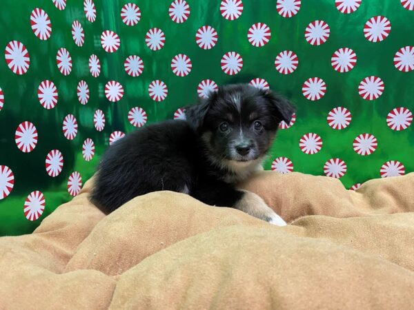 Australian Shepherd DOG Female tri 5478 Petland San Antonio, TX