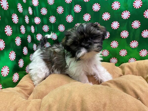 Shih Tzu-DOG-Male-brdl & wh-5479-Petland San Antonio, TX