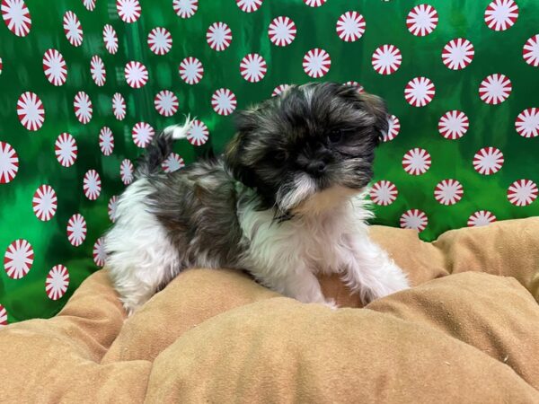 Shih Tzu DOG Male brdl & wh 5479 Petland San Antonio, TX