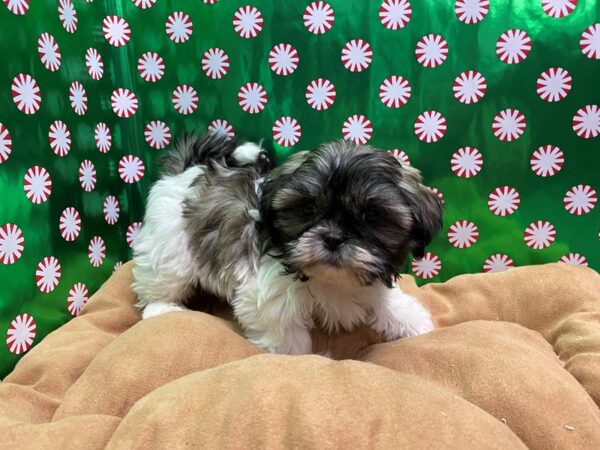 Shih Tzu DOG Male brdl & wh 5480 Petland San Antonio, TX