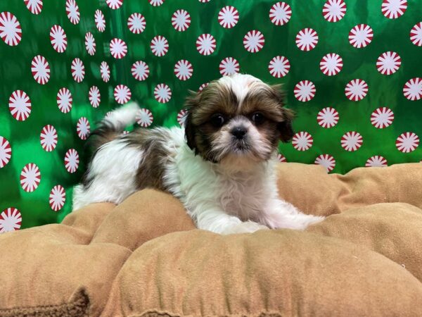 Shih Tzu DOG Female brdl & wh 5482 Petland San Antonio, TX