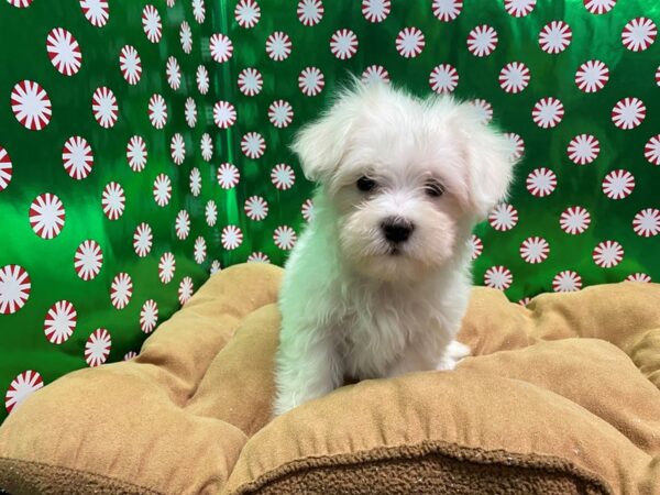 Maltese DOG Male wh 5483 Petland San Antonio, TX