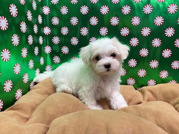 Maltese DOG Female wh 5484 Petland San Antonio, TX