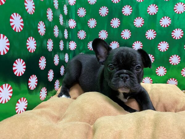 French Bulldog DOG Male blk 5485 Petland San Antonio, TX