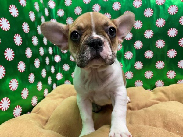 French Bulldog-DOG-Female-pbld-5486-Petland San Antonio, TX