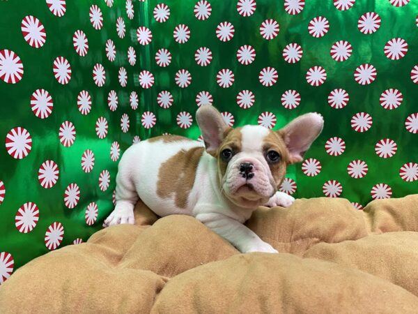 French Bulldog-DOG-Male-pbld-5487-Petland San Antonio, TX