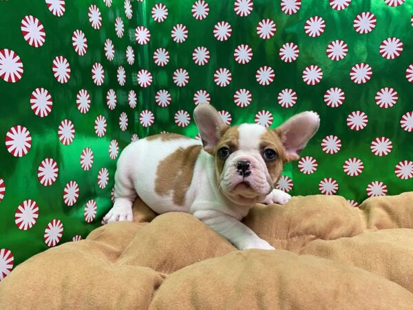 French Bulldog DOG Male pbld 5487 Petland San Antonio, TX