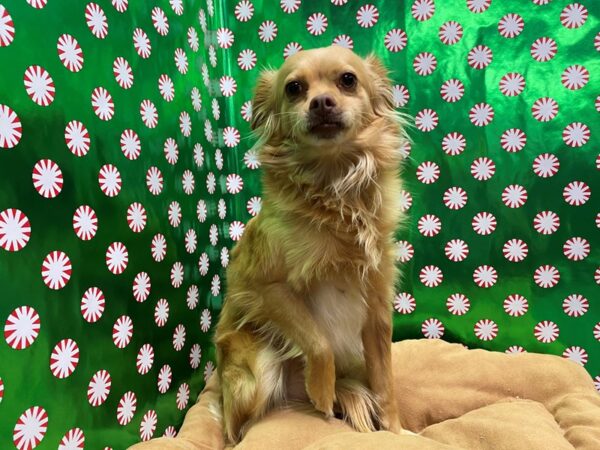 Chihuahua Mix DOG Male gldn 5488 Petland San Antonio, TX