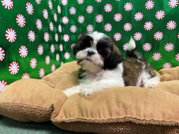 Shih Tzu DOG Female brdl & wh 5481 Petland San Antonio, TX