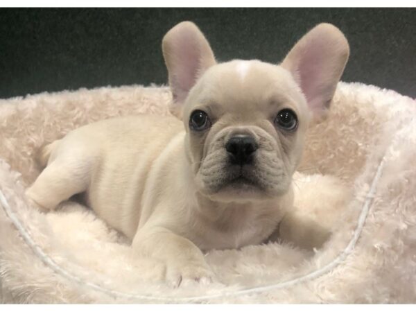 French Bulldog DOG Male Cream 8612 Petland San Antonio, TX