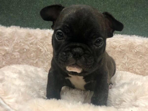 French Bulldog-DOG-Male-Brindle-8613-Petland San Antonio, TX
