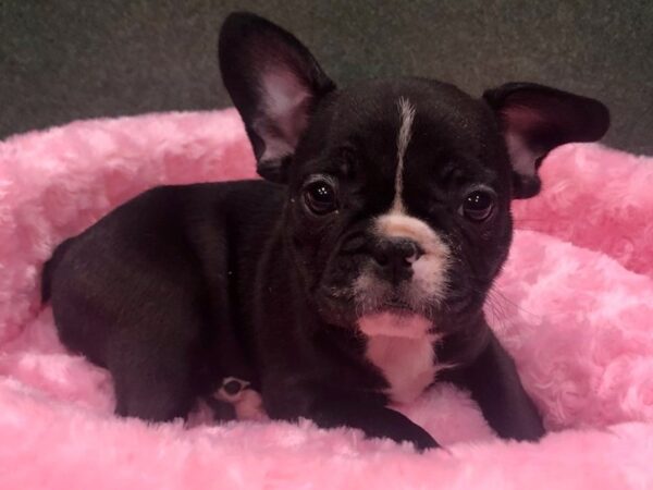 French Bulldog-DOG-Female-Brindle-8614-Petland San Antonio, TX