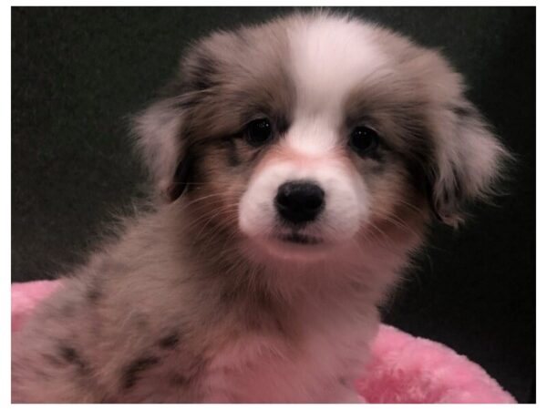 Miniature Australian Shepherd DOG Female Blue Merle 8619 Petland San Antonio, TX